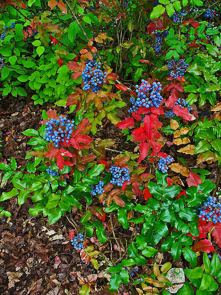 Oregon Grape Mahonia aquifolium 20 Seeds