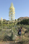 Our Lord's Candle   25 Seeds   Yucca whipplei