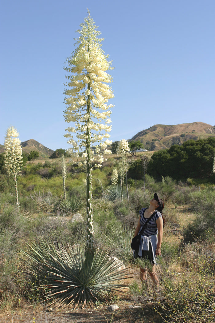 Our Lord's Candle   25 Seeds   Yucca whipplei