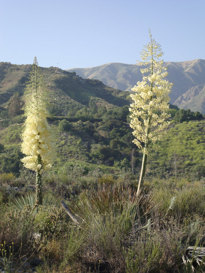 Our Lord's Candle   25 Seeds   Yucca whipplei