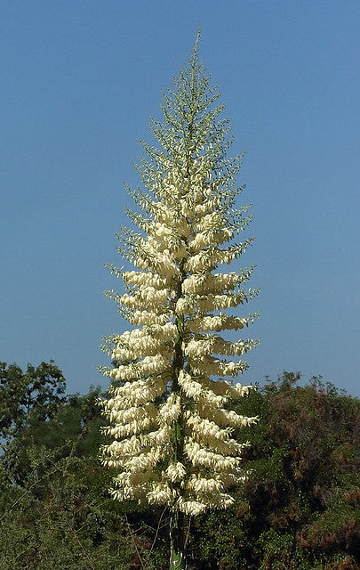 Our Lord's Candle   25 Seeds   Yucca whipplei