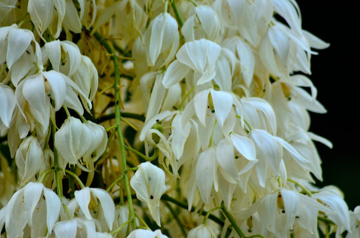 Our Lord's Candle   25 Seeds   Yucca whipplei