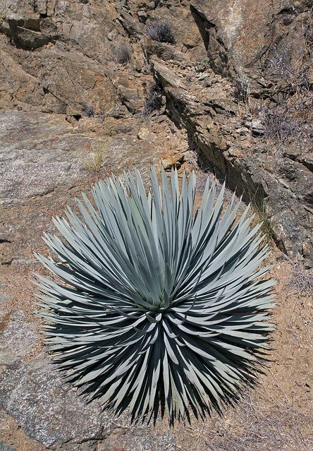 Our Lord's Candle   25 Seeds   Yucca whipplei