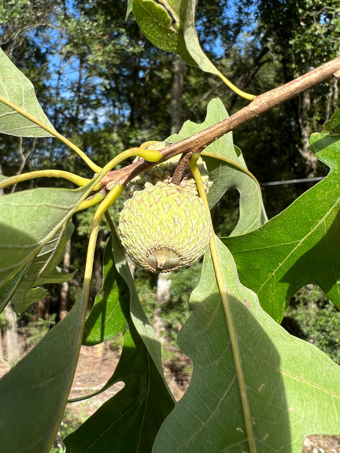 Overcup Oak   5 Seeds   Quercus lyrata