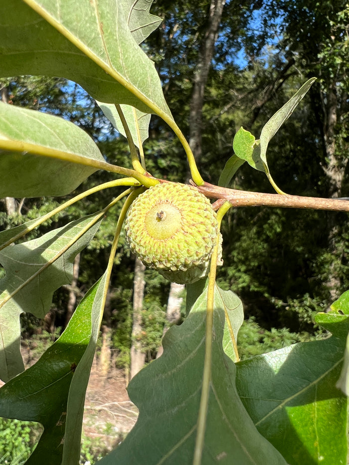 Overcup Oak   5 Seeds   Quercus lyrata