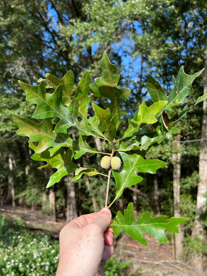Overcup Oak   5 Seeds   Quercus lyrata