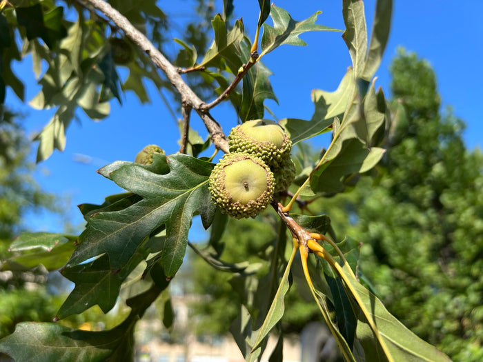 Overcup Oak   5 Seeds   Quercus lyrata