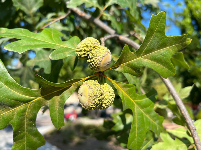 Overcup Oak   5 Seeds   Quercus lyrata