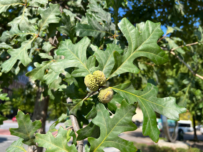 Overcup Oak   5 Seeds   Quercus lyrata