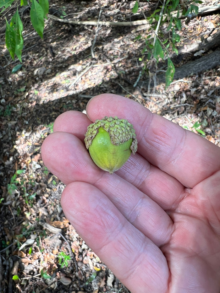 Overcup Oak   5 Seeds   Quercus lyrata