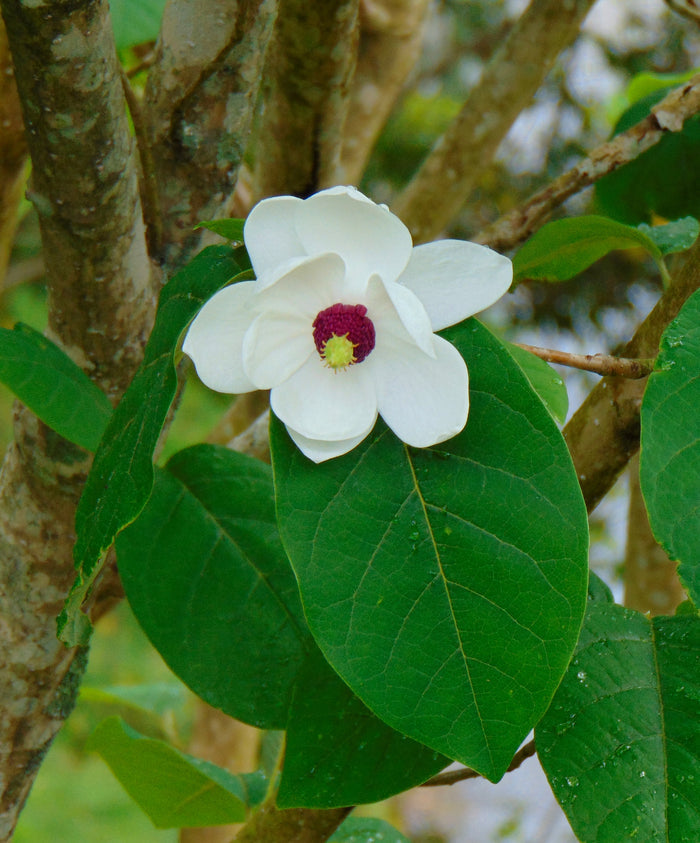 Oyama Magnolia  5 Seeds  Magnolia sieboldii