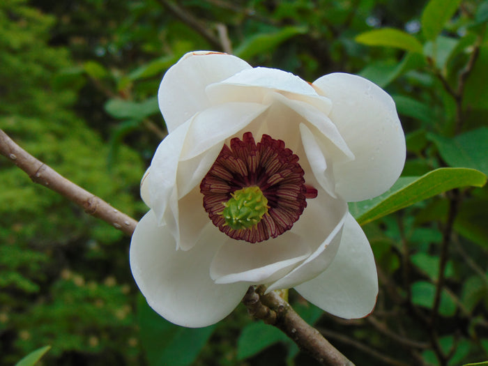 Oyama Magnolia  5 Seeds  Magnolia sieboldii