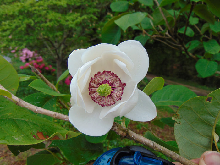 Oyama Magnolia  5 Seeds  Magnolia sieboldii
