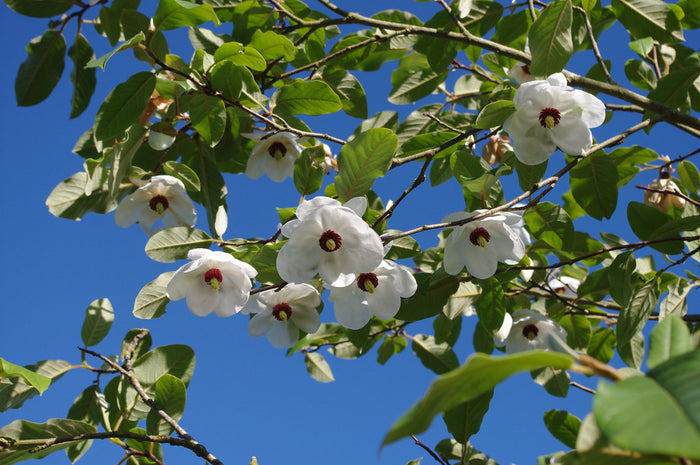 Oyama Magnolia  5 Seeds  Magnolia sieboldii