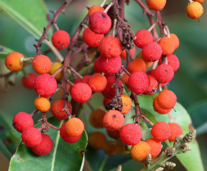 Pacific Madrone   100 Seeds   Strawberry Tree   Arbutus menziesii