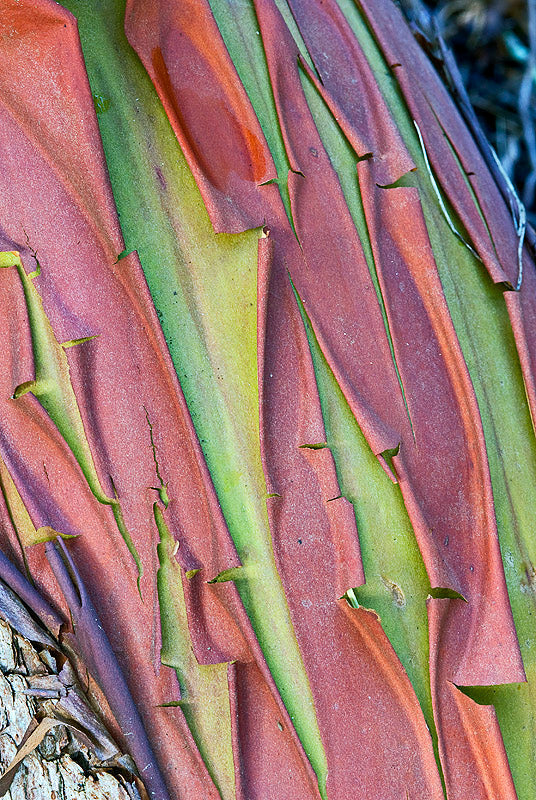 Pacific Madrone   100 Seeds   Strawberry Tree   Arbutus menziesii
