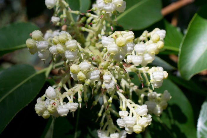 Pacific Madrone   100 Seeds   Strawberry Tree   Arbutus menziesii