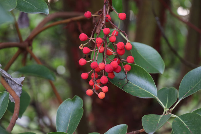 Pacific Madrone   100 Seeds   Strawberry Tree   Arbutus menziesii