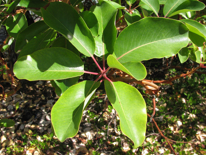 Pacific Madrone   100 Seeds   Strawberry Tree   Arbutus menziesii