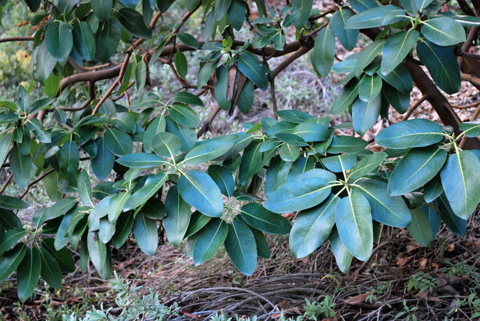 Pacific Madrone   100 Seeds   Strawberry Tree   Arbutus menziesii