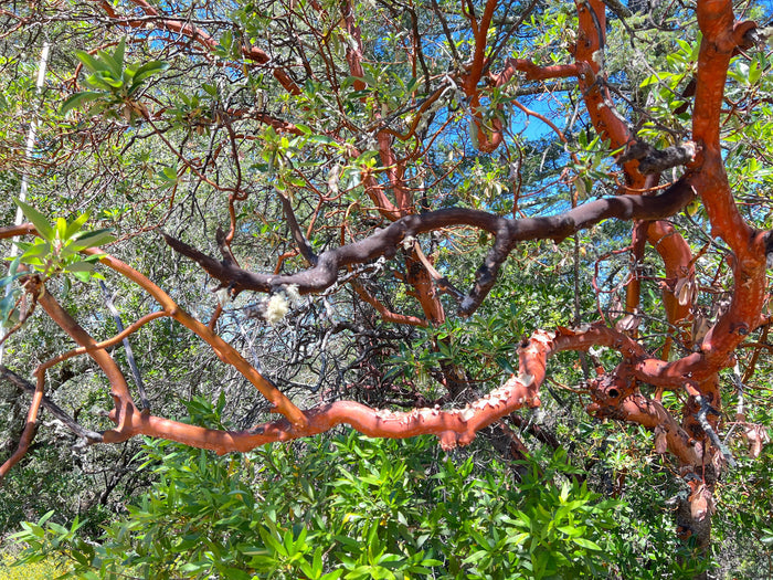 Pacific Madrone   100 Seeds   Strawberry Tree   Arbutus menziesii