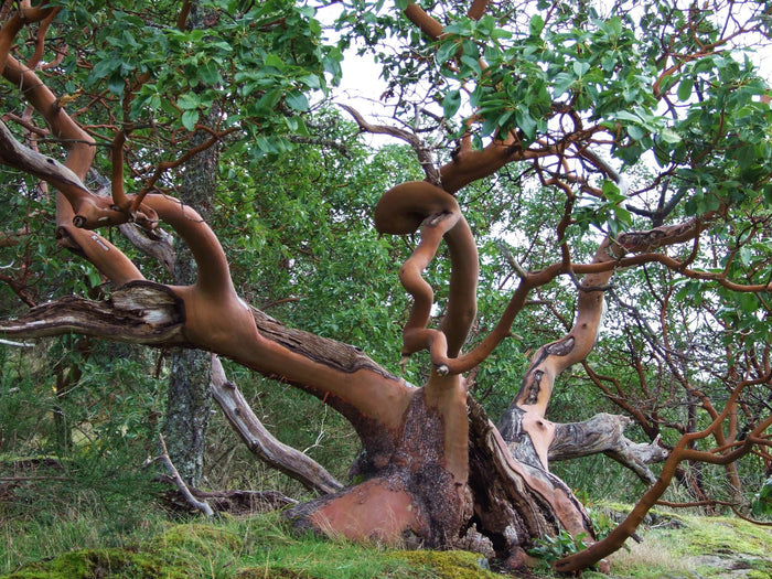 Pacific Madrone   100 Seeds   Strawberry Tree   Arbutus menziesii