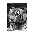 PAINTING WHITE TIGER BLUE EYES Tiger-Universe