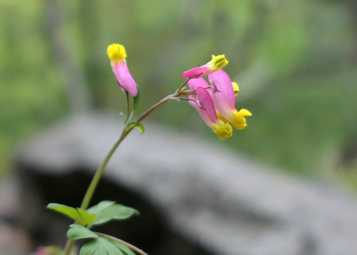 Pale Corydalis Harlequin Vine Corydalis sempervirens 50 Seeds