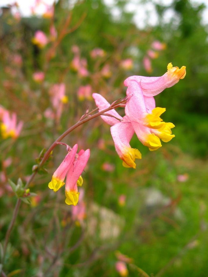 Pale Corydalis Harlequin Vine Corydalis sempervirens 50 Seeds