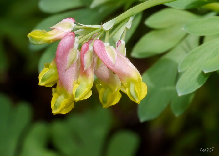 Pale Corydalis Harlequin Vine Corydalis sempervirens 50 Seeds