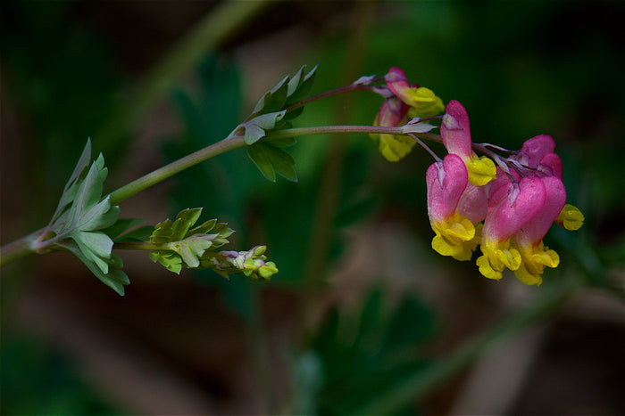 Pale Corydalis Harlequin Vine Corydalis sempervirens 50 Seeds