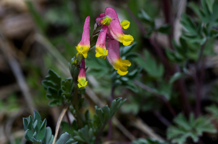 Pale Corydalis Harlequin Vine Corydalis sempervirens 50 Seeds