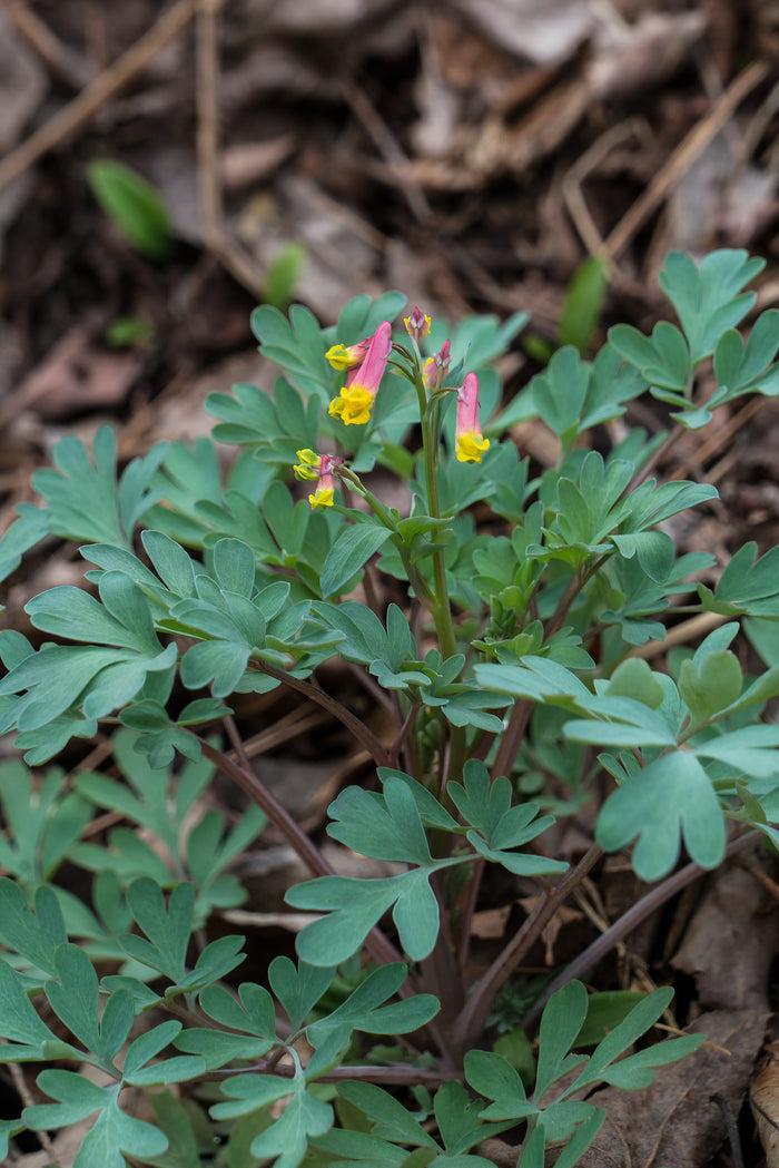 Pale Corydalis Harlequin Vine Corydalis sempervirens 50 Seeds
