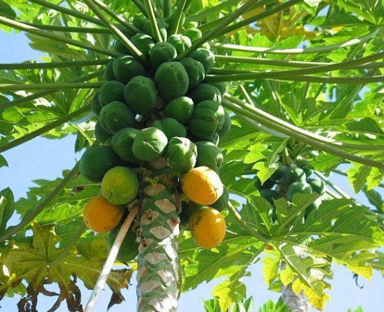 Papaya   100 Seeds   Carica papaya