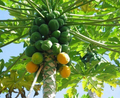 Papaya   100 Seeds   Carica papaya
