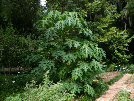 Papaya   100 Seeds   Carica papaya