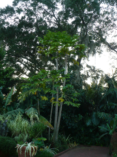 Papaya   100 Seeds   Carica papaya