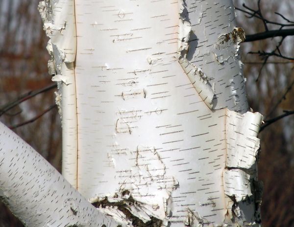 Paper Birch Betula papyrifera 500 Seeds