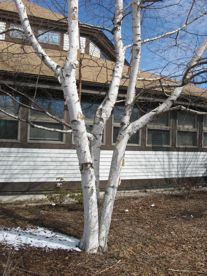 Paper Birch Betula papyrifera 500 Seeds