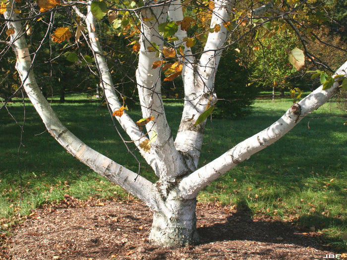 Paper Birch Betula papyrifera 500 Seeds