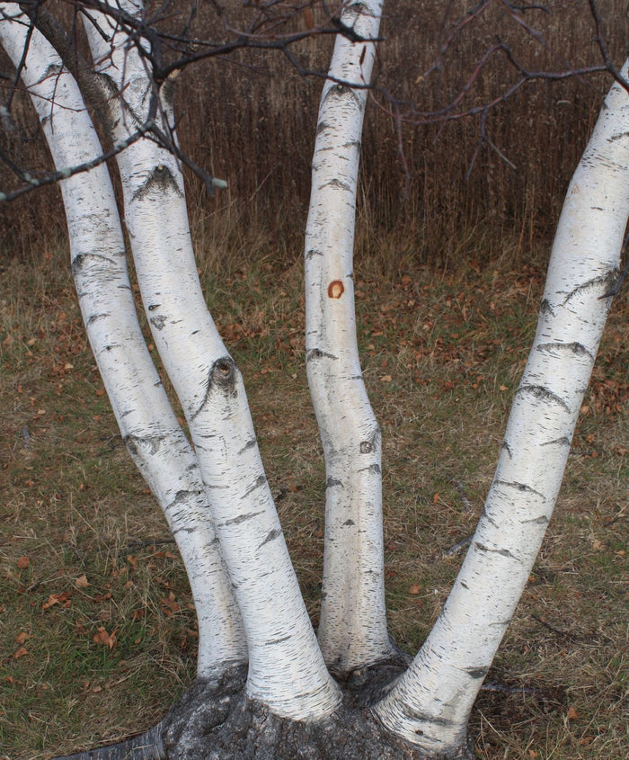 Paper Birch Betula papyrifera 500 Seeds