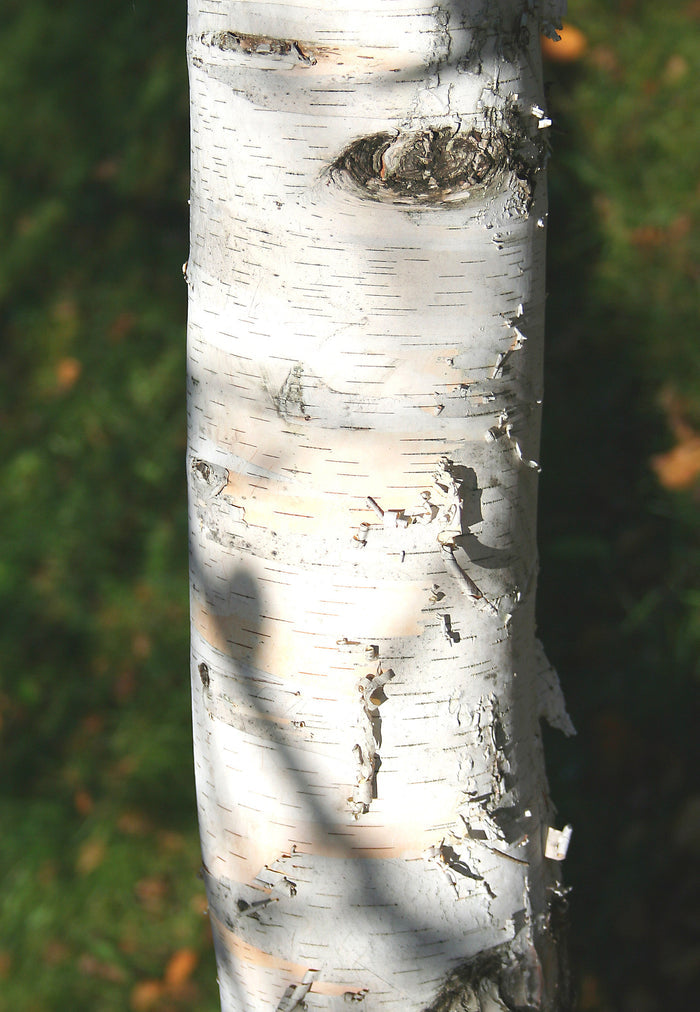 Paper Birch Betula papyrifera 500 Seeds