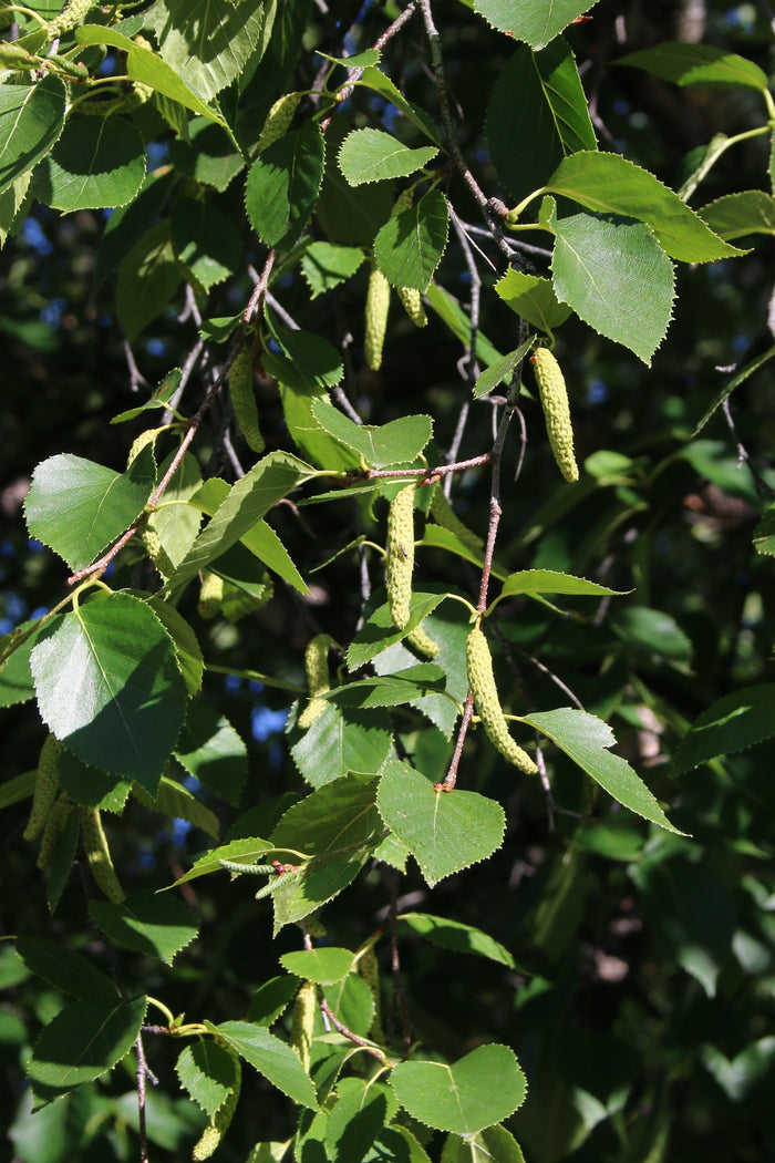Paper Birch Betula papyrifera 500 Seeds
