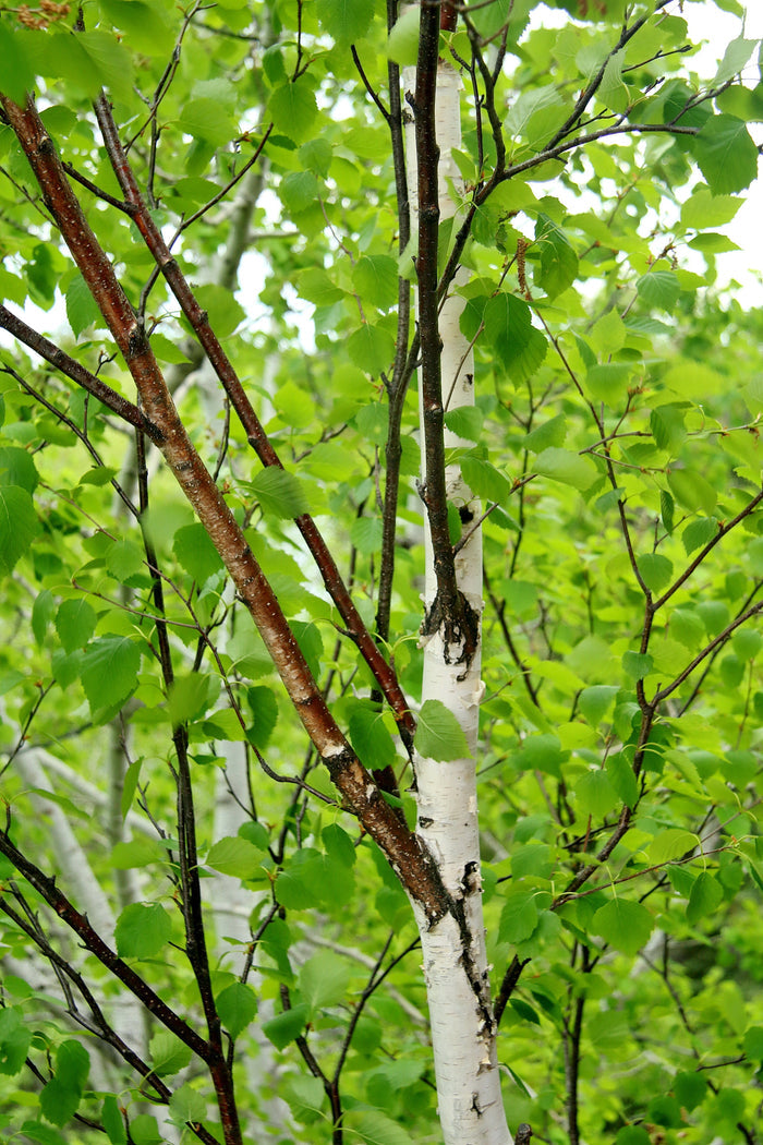 Paper Birch Betula papyrifera 500 Seeds