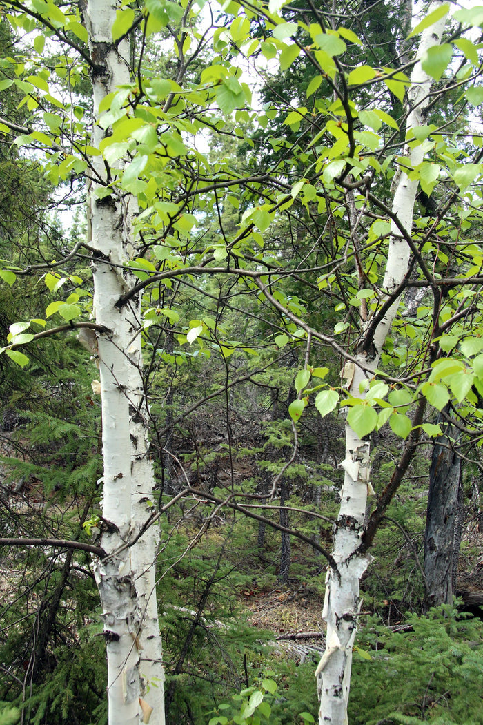 Paper Birch Betula papyrifera 500 Seeds