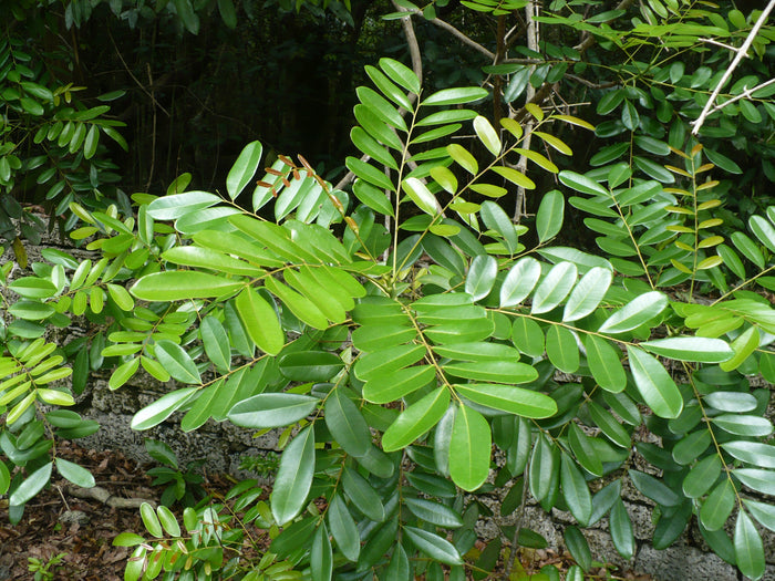 Paradise Tree Simarouba glauca 20 Seeds