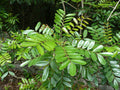 Paradise Tree Simarouba glauca 20 Seeds