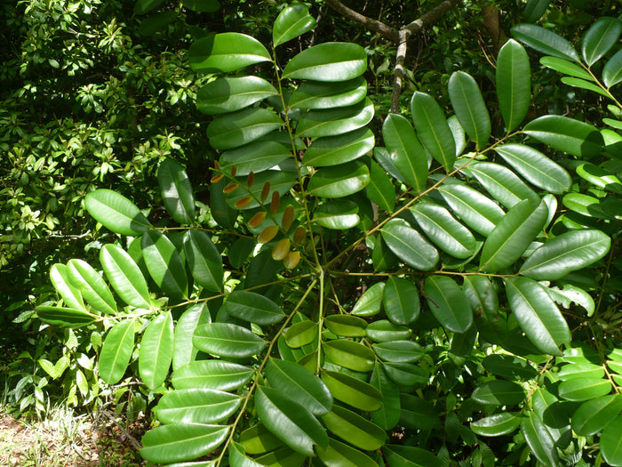 Paradise Tree Simarouba glauca 20 Seeds