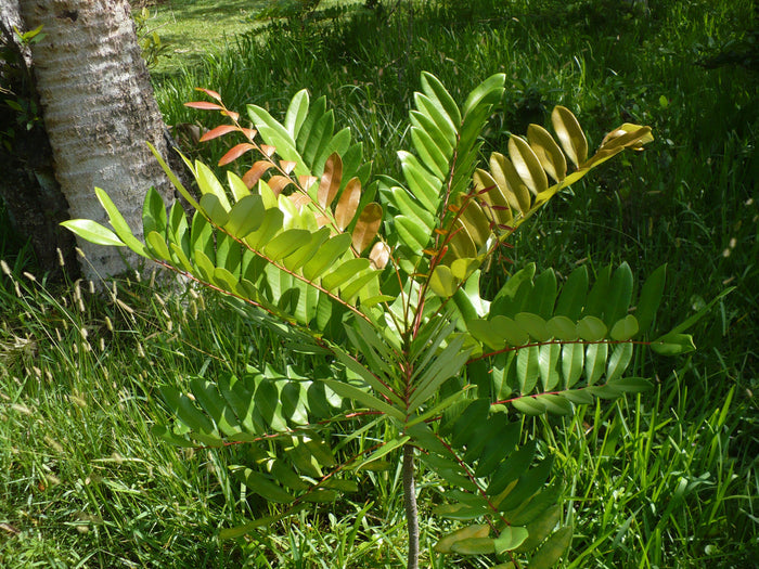 Paradise Tree Simarouba glauca 20 Seeds