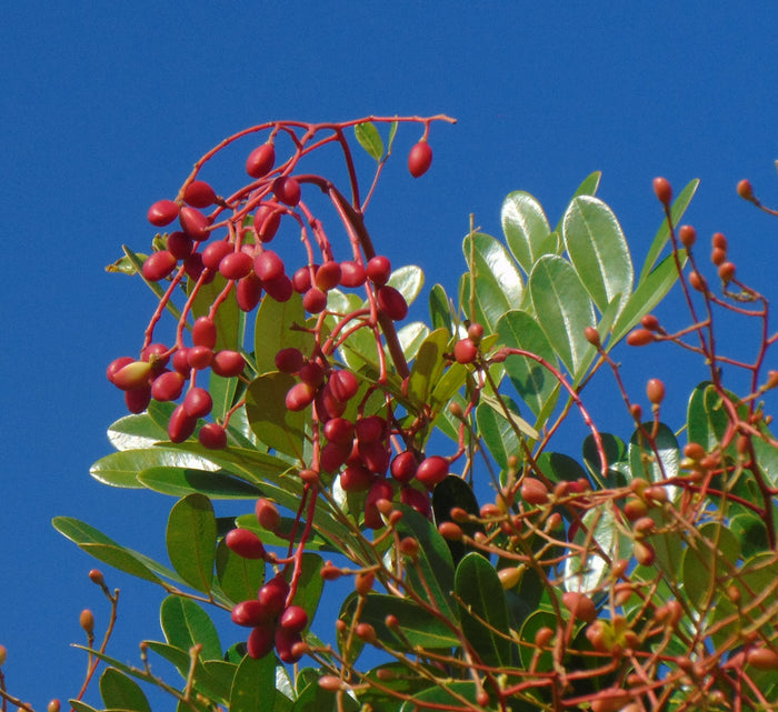 Paradise Tree Simarouba glauca 20 Seeds